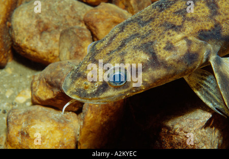 Burbot Lota lota Stock Photo