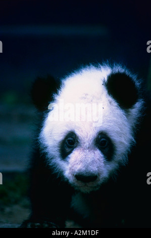Giant Panda cub Stock Photo
