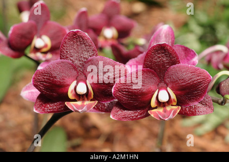 Orchidea Nera. Phalaenopsis Black Jack Fotografia Stock - Immagine