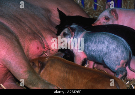 Several baby piglets nursing from a sow at the Alaska State Fair in Palmer Alaska Stock Photo