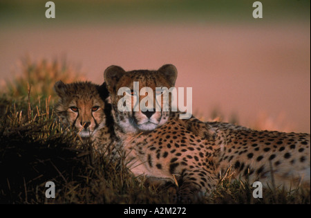 Portrait of a Cheetah Acinonyx jubatus mother and cub laying in the grass Stock Photo