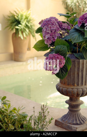 Hydrangeas in a stone urn on the ledge of a swimming pool Stock Photo