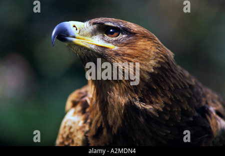 Indian Tawny Eagle Stock Photo