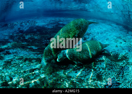 Florida Manatees Trichechus manatus latirostris Stock Photo