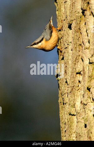 NUTHATCH Sitta europaea in typical upside down pose Stock Photo