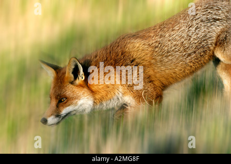 FOX Vulpes vulpes, rushing across field Stock Photo