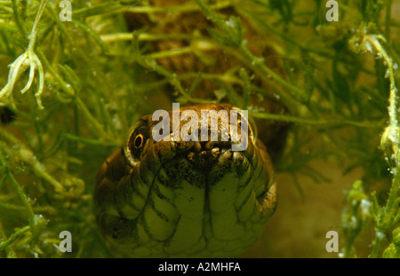Dice Snake underwater, natrix tessellata Stock Photo
