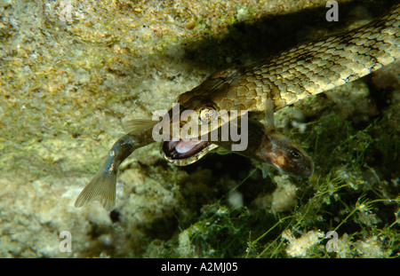 Dice Snake eats fish underwater  natrix tessellata Stock Photo