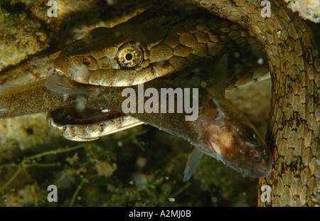 Dice Snake eats fish underwater natrix tessellata Stock Photo