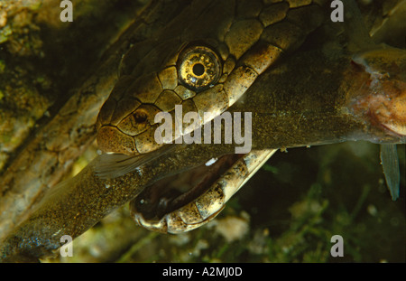 natrix tessellata, Dice Snake eats fish underwater Stock Photo
