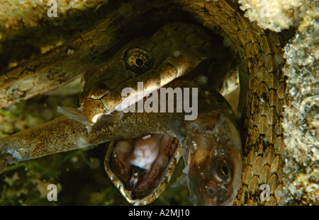 Dice Snake eats fish underwater natrix tessellata Stock Photo