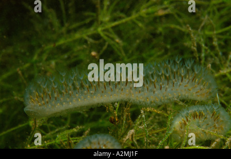 freshwater bryozoan Cristatella mucedo Stock Photo