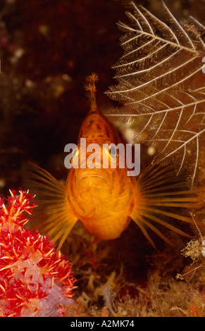 orange hawkfish, Cirrhitichthys aureus Stock Photo
