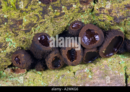 Black Bulgar Bulgaria inquinans Also known as Gum mushroom Jelly Drops Rubber Buttons Stock Photo
