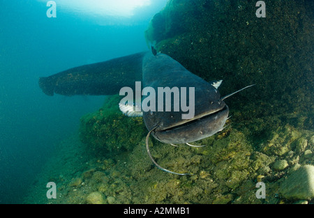 Wels catfish male guarding his nest attack, Silurus glanis Stock Photo ...