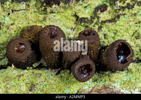 Black Bulgar Bulgaria inquinans Also known as Gum mushroom Jelly Drops Rubber Buttons growing on oak bark potton bedfordshire Stock Photo