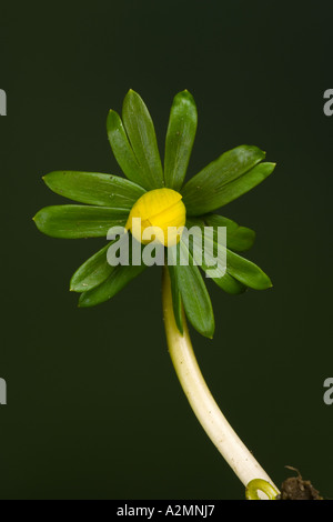 Winter aconite Eranthis hyemalis against nice out of focus dark backgrouns potton bedfordshire Stock Photo