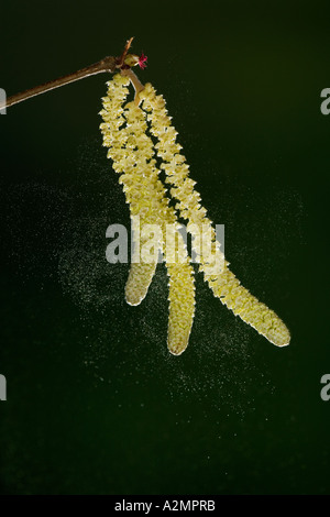 Hazel Corylus avellana Catkins showing spore dispersal with nice defuse background potton bedfordshire Stock Photo