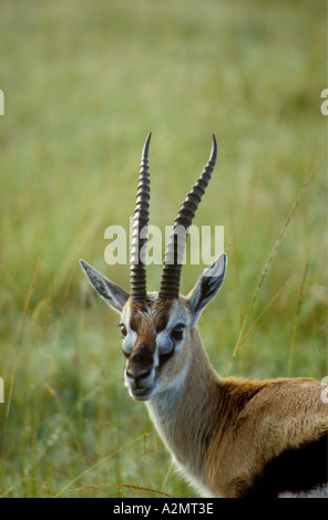 Close up portrait of male Thomson s Gazelle Stock Photo - Alamy