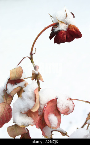 Close-up of snow on dried rose plant Stock Photo