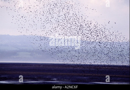 BIRDS ON THE WING 01 storeton wirral england THIS IS 1 OF 1 SIMILAR PICS AND 1 OF 200 TOTAL PICS Stock Photo