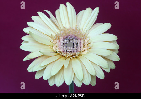 White gerbera on magenta background close up Stock Photo