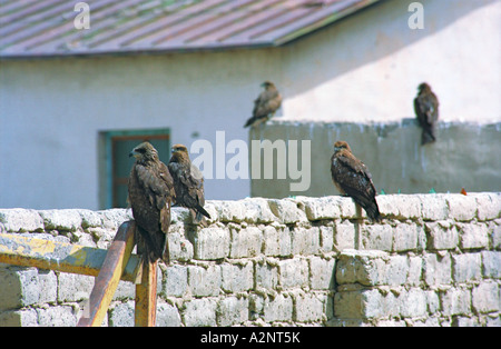 Kites sitting on the fence around guanz (snack bar). Khovd aimak (administrative center). West Mongolia Stock Photo