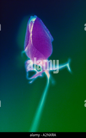 Rose bud with Green Background Stock Photo