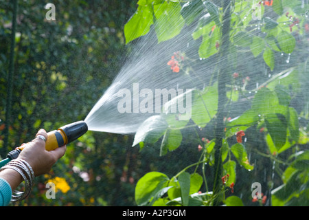 lady watering bean plants in a suburban garden Stock Photo
