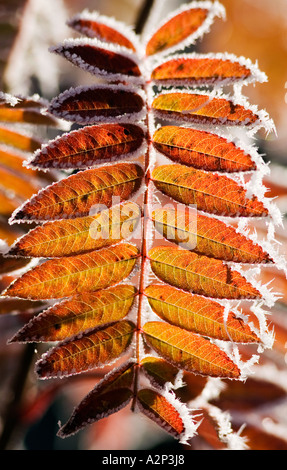 The frozen leaves of rowan at sunny autumn morning Stock Photo - Alamy