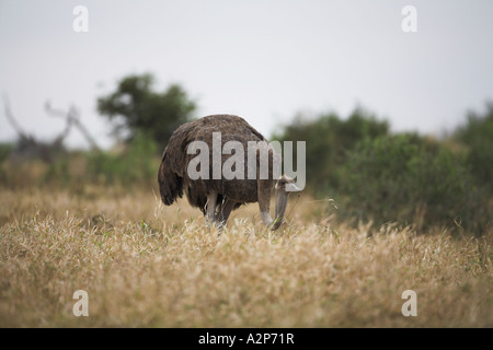 Common Ostrich (struthio camelus) female grazing, South Africa Stock Photo