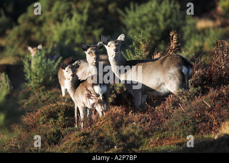 Sika Deer grazing in the woodland of Arne RSPB Nature Reserve, Dorset, UK (cervus nippon), January Stock Photo