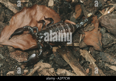 common emperor scorpion (Pandinus imperator), on the ground Stock Photo