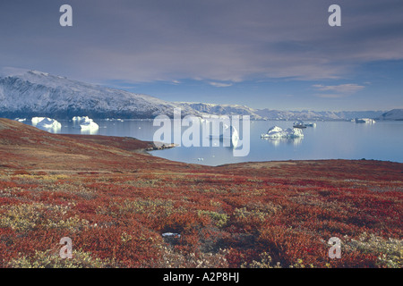 autumnal tundra landscape at Harefjord, Greenland, East Greenland, Scoresbysund, Tunu, Cape Hofmann Halvo Stock Photo