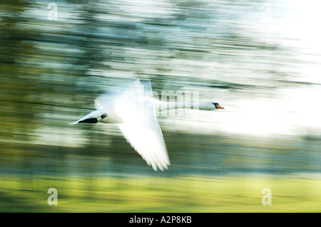 flying swan Stock Photo