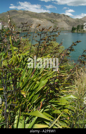 Native Flax in flower, South Island, New Zealand Stock Photo