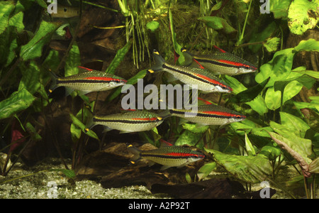 Red lined torpedo barb (Puntius denisonii), school of adult individuals Stock Photo