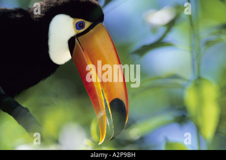 toco toucan (Ramphastos toco), portrait, Brazil, Nationalpark Iguassu Stock Photo