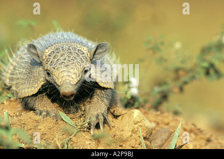 larger hairy armadillo (Chaetophractus villosus), Brazil, Pantanal Stock Photo