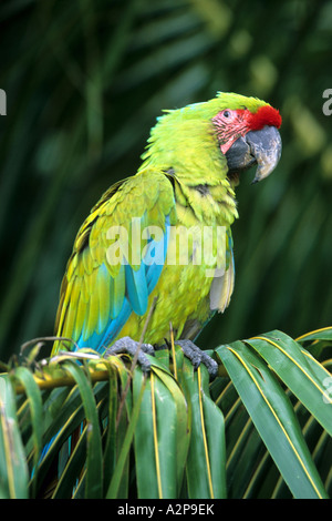 buffon's macaw, buffons macaw (Ara ambigua), sitting on a twig, Costa Rica, Braulio Carillo Np Stock Photo