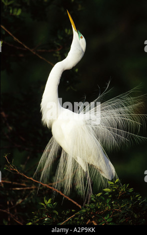 little egret (Egretta garzetta), shaking, USA, Florida, Everglades Np Stock Photo