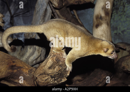 kinkajou, honey bear (Potos flavus), single animal before jump Stock Photo