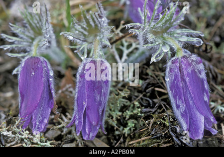 pasque flower (Pulsatilla patens), Flowers, Germany, Bavaria Stock Photo