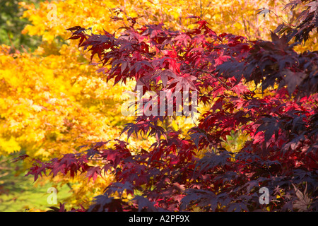 Autumn  Colour in Glossop in the Peak District Derbyshire Stock Photo