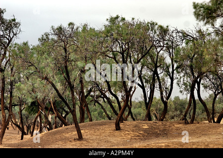 Israel Negev desert Tamarisk trees growing in the western Negev desert near Nitzana Stock Photo