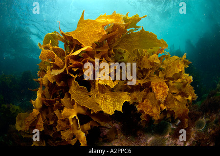 Ecklonia kelp Ecklonia radiata Poor Knights Islands New Zealand Stock Photo