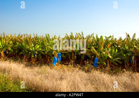 Israel upper Galilee Kibbutz Ginosar Banana plantation Stock Photo