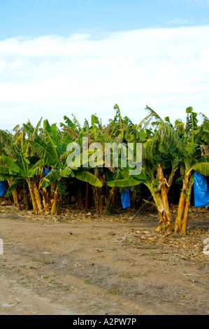 Israel upper Galilee Kibbutz Ginosar Banana plantation Stock Photo