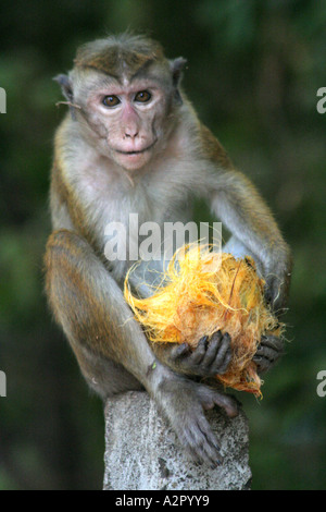 Toque Monkey ( Macaque or Macaca Monkey )  eating fruit at Vatadage in Polonnaruwa, Sri Lanka Stock Photo