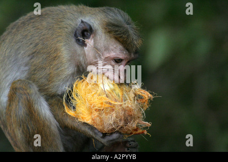 Toque Monkey ( Macaque Monkey )  eating fruit at Vatadage in Polonnaruwa, Sri Lanka Stock Photo